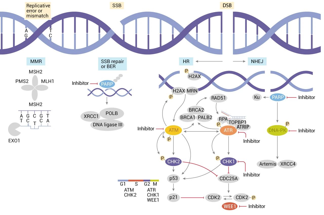 例如"乳腺癌易感蛋白" brca2 参与同源重组修复,brca1/2 功能缺失的