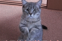 指令|养“柯基”能有多少快乐，看完这篇文章，你无力反驳