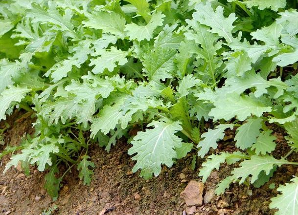 什么季节种植茼蒿最合适 a9803a9dd2b2438bac11442884e7fc7b.jpeg