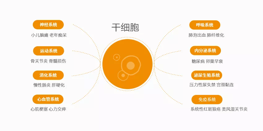 干细胞在哪些领域发挥作用