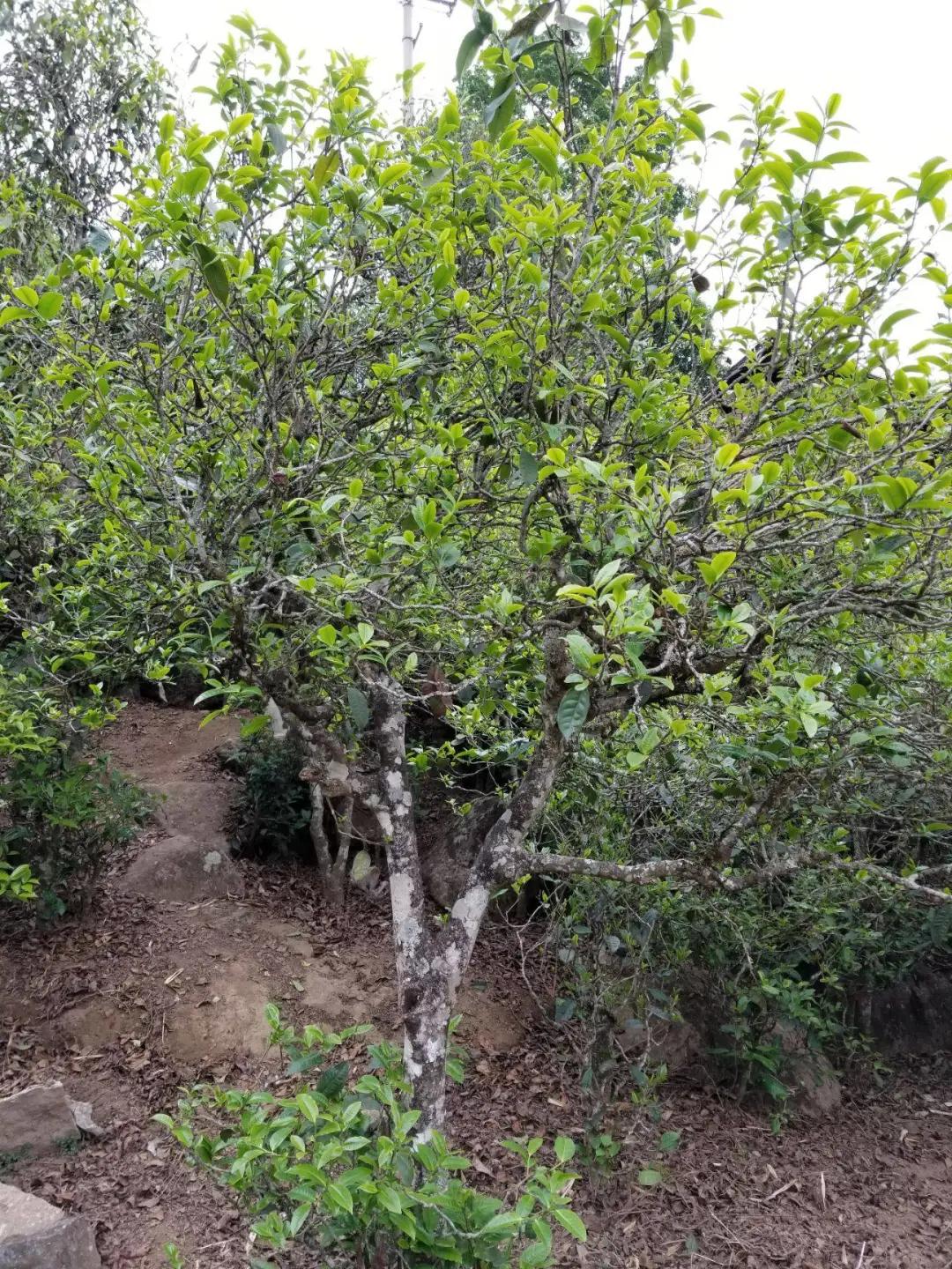 干货分享临沧邦东古树茶特点