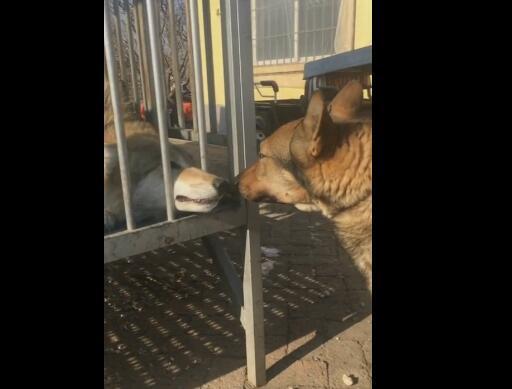 狗狗和野狼第一次見面，狗的這個行為，狼都變溫順了！ 萌趣萌寵 第2张