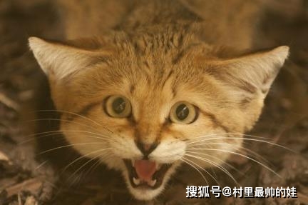 猫的祖先在沙漠住哪里 37e715914d9048429771f42e28968937.jpeg