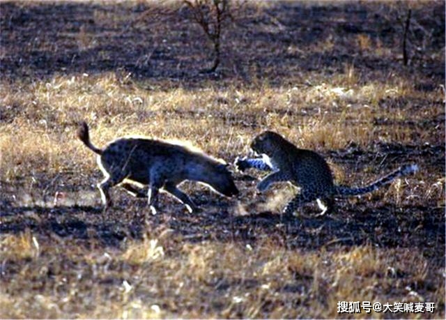 鬣狗抢花豹猎物，没想到被流浪的狮子捕食，花豹趁机对小鬣狗下手