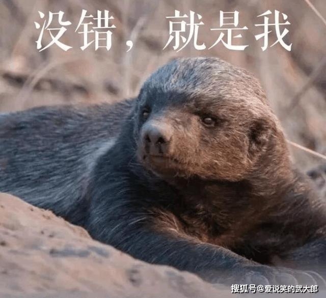 平头哥动物世界视频 3e84327ffe514594a09a4a973272f3f6.jpeg