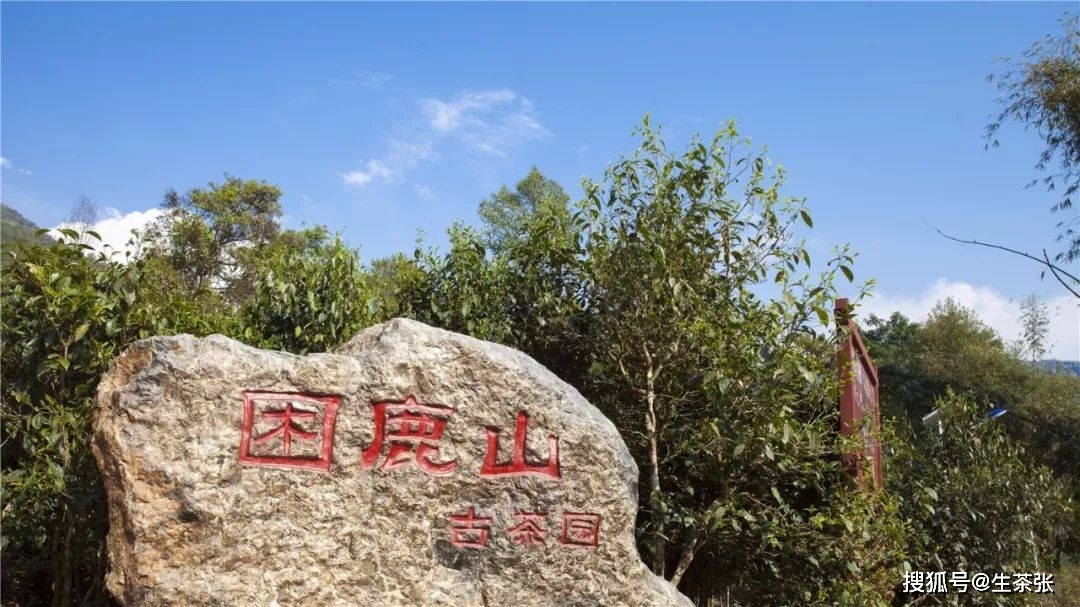 3大之一的皇家古茶园——困鹿山古茶园,其普洱茶有何特点?