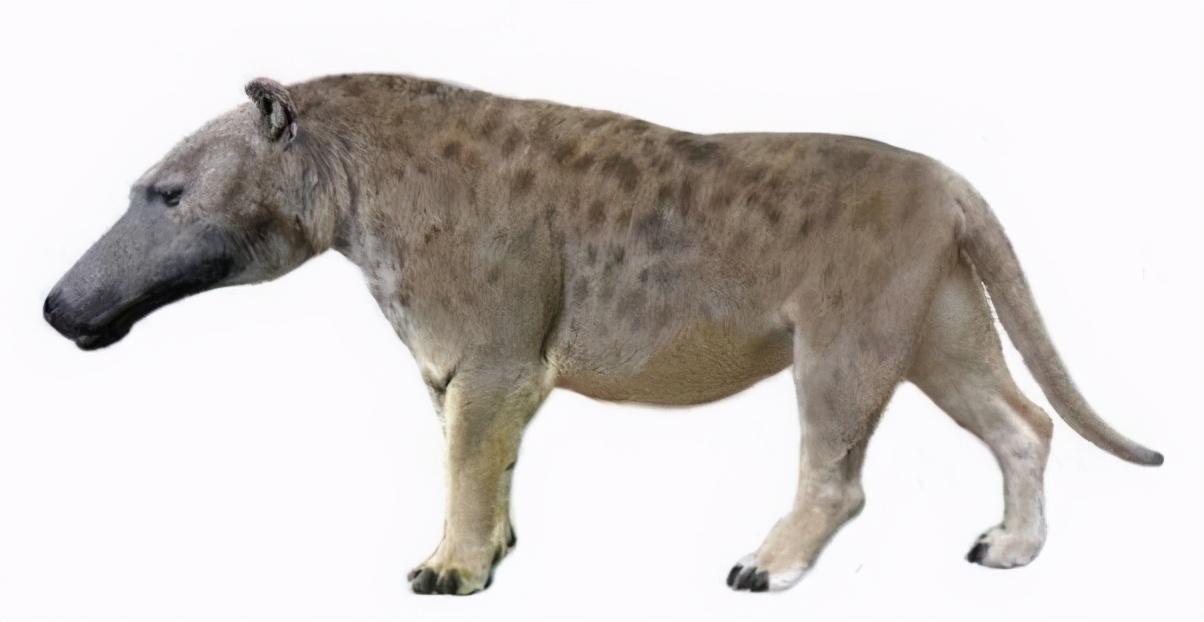 岩层中,从其特征看,这种原始鲸类属于"原鲸科"两栖四脚鲸鱼化石,体长