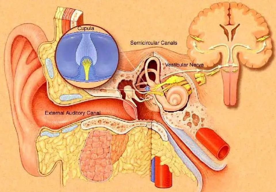 全身|眩晕症诊治——中西医殊途同归