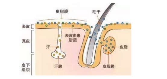 毛囊|秋日来袭，半亩花田资深护肤达人教你油性痘痘肌护肤攻略