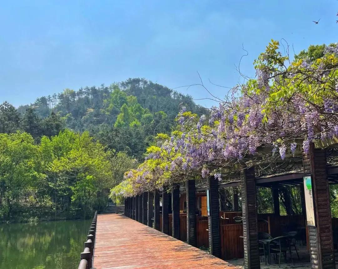 重峦叠翠,溪流缠绵——曲径通幽银杏山庄