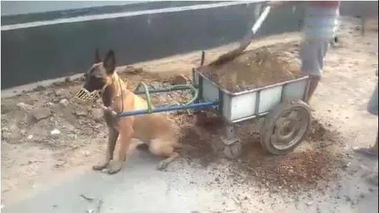 在農村狗狗哪有時間拆家，拉車一套上直接當驢使！ 萌趣萌寵 第1张