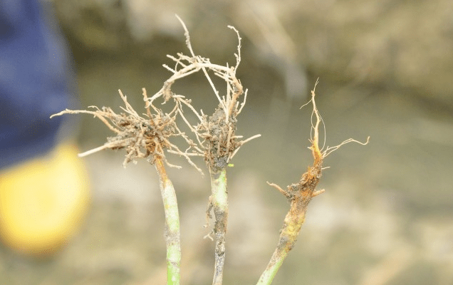 颗粒无收!你还不赶紧行动起来_土壤