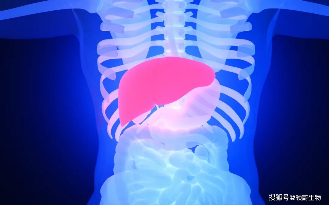 横膈膜|得了“肝硬化”,还能实现逆转吗?