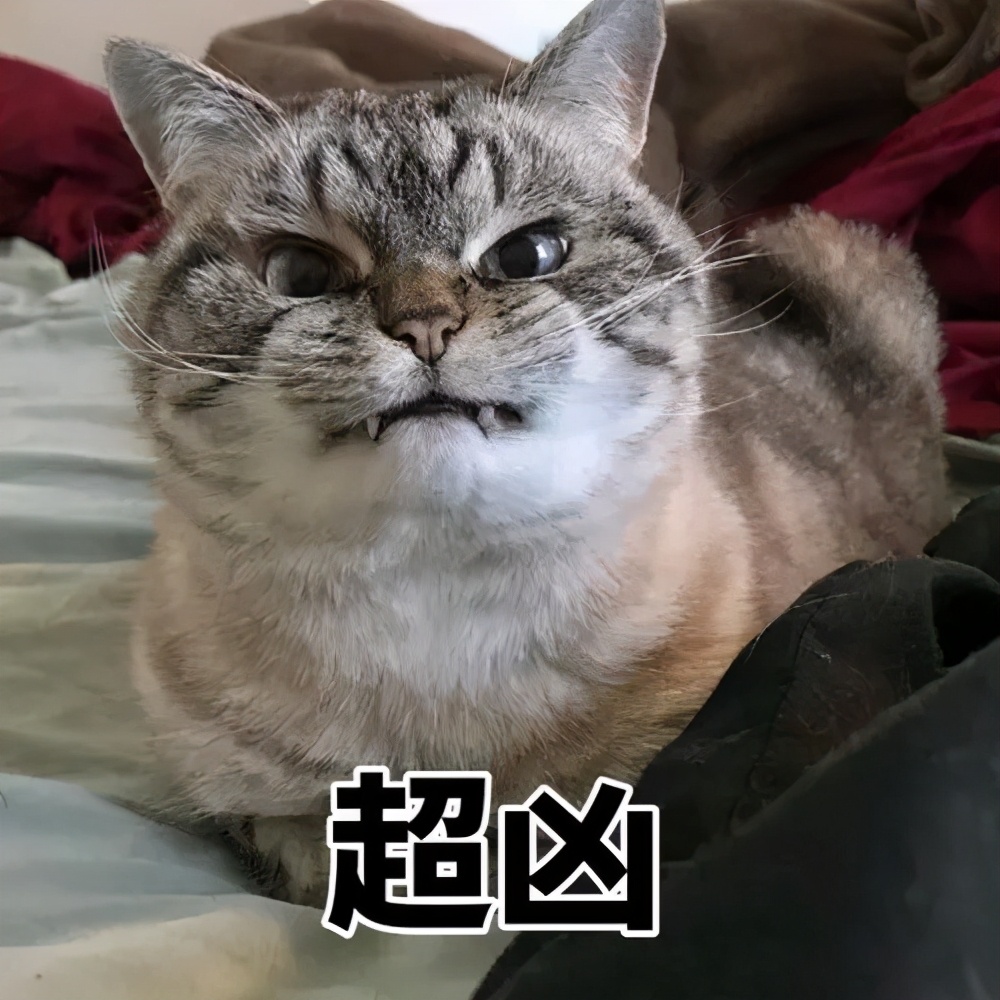 猫咪拼命的表情包 最近很火的猫表情包动图