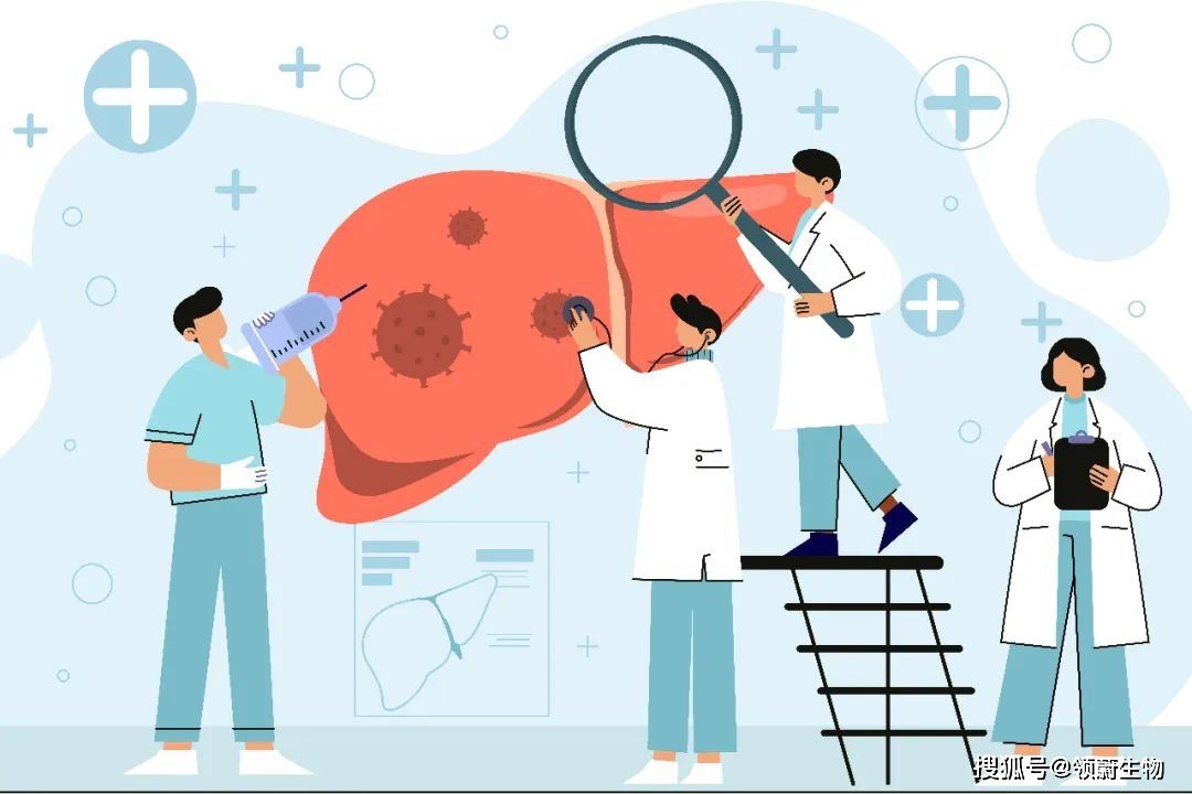 横膈膜|得了“肝硬化”，还能实现逆转吗？