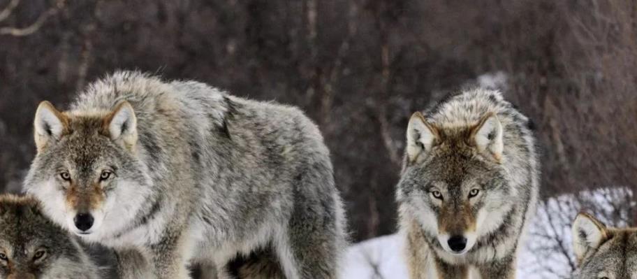在狼群中,低级狼没有交配权,怎么繁殖自己的后代?