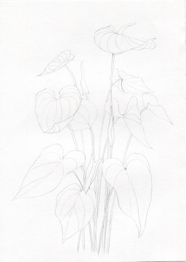 叶子|教你画彩铅花卉红掌