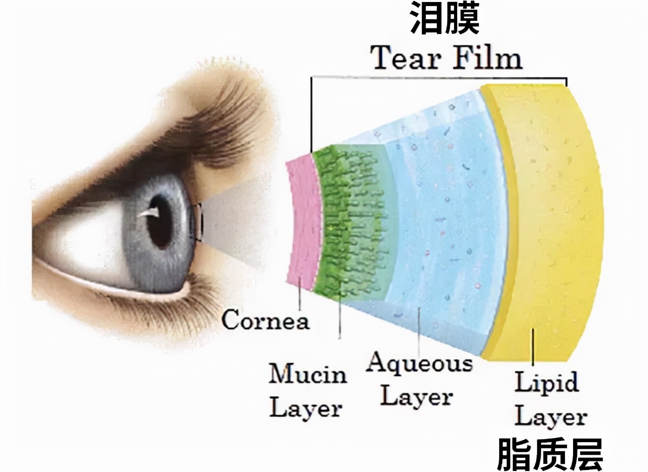 眼睛|小小心机内眼线，轻松get闪亮电眼！但美貌背后竟是眼疾和眼纹