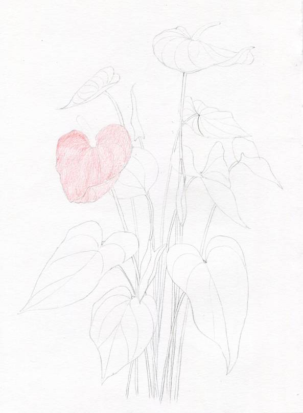 叶子|教你画彩铅花卉红掌