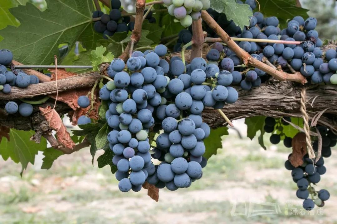 Travel|九月正是葡萄成熟季，来赴一场酒庄之旅！