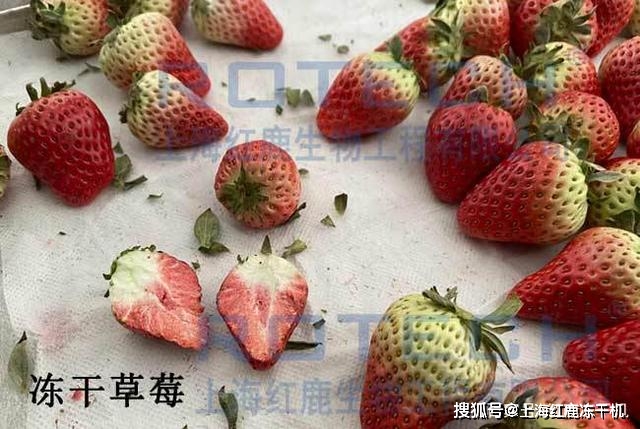 冻干草莓干加工原理 草莓冻干机 食品