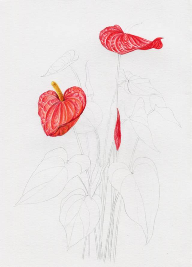 叶子|教你画彩铅花卉红掌