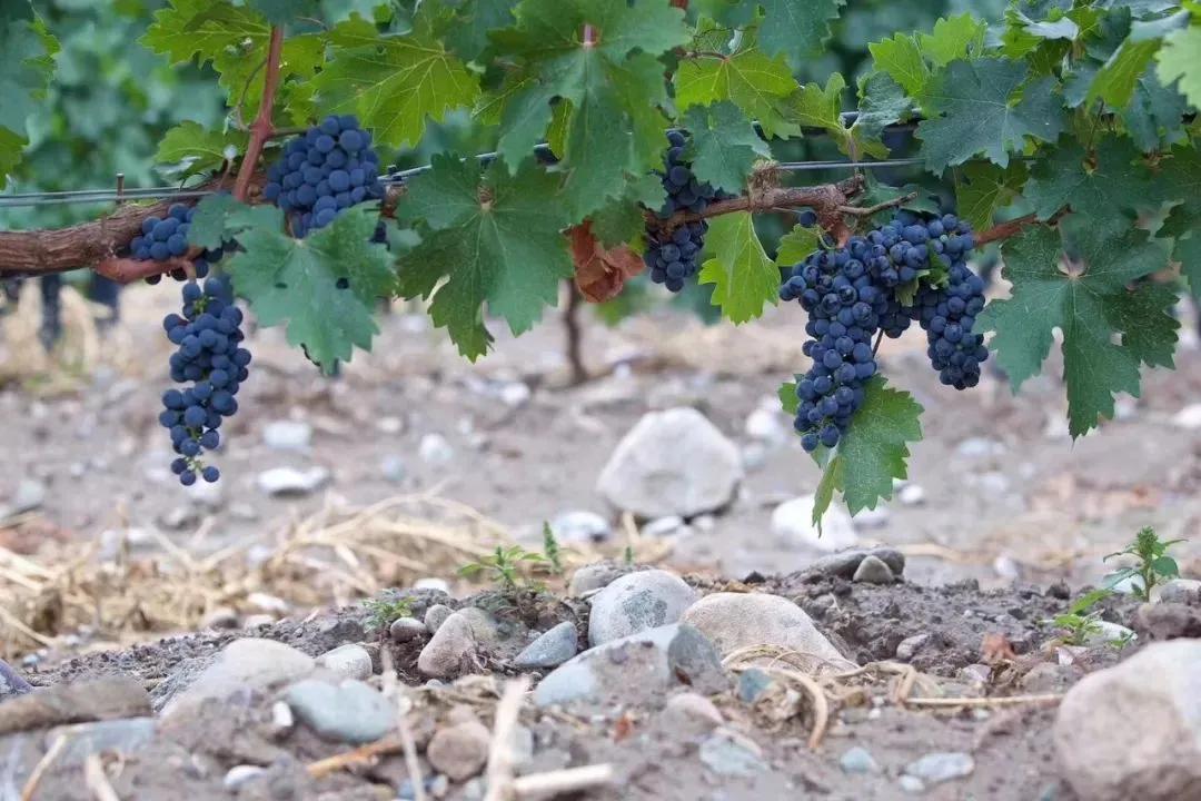 Travel|九月正是葡萄成熟季，来赴一场酒庄之旅！