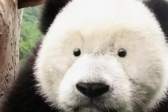 大熊猫失去黑眼圈，颜值瞬间跌到深渊，网友高喊让出国宝位置！