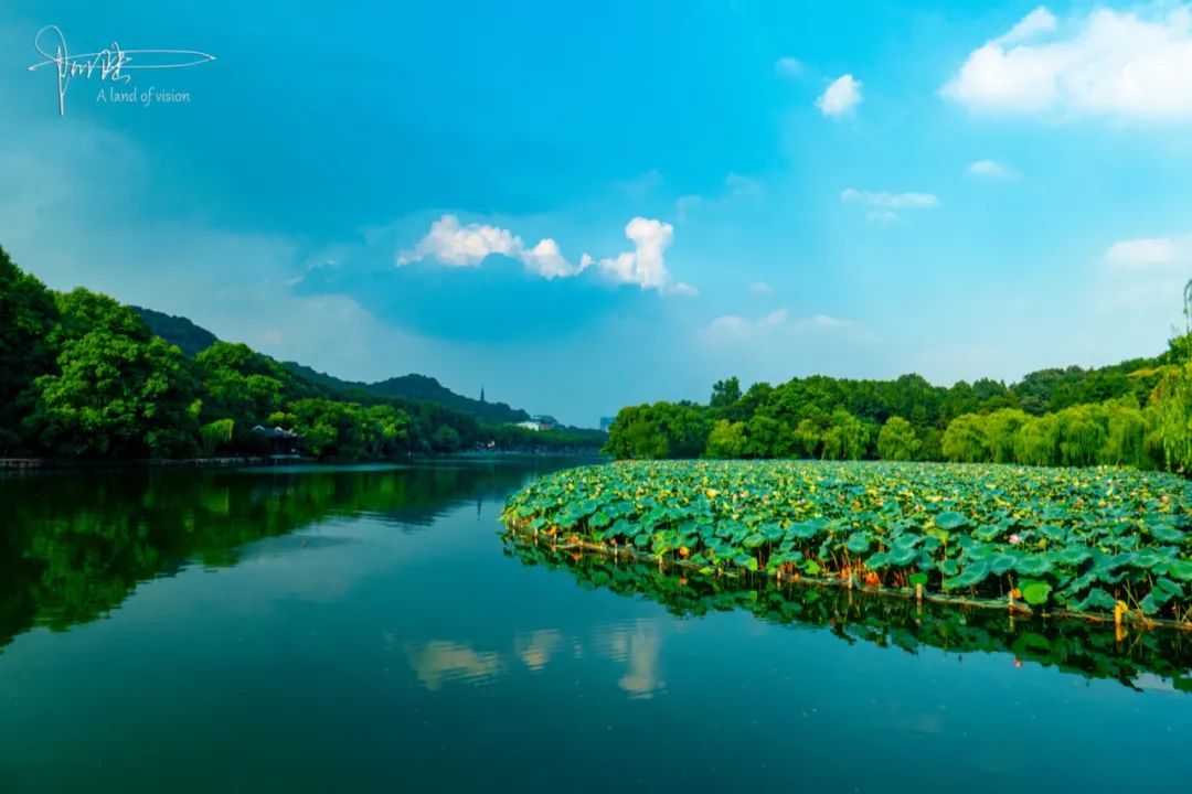 秋意渐起，杭州西泠桥下的荷花池却依然如故，一副碧浪泱泱的模样