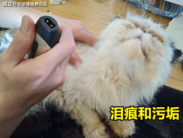 因为|养加菲铲屎官后悔了吗？这种可爱到膨胀的猫咪，为啥养起来这么难