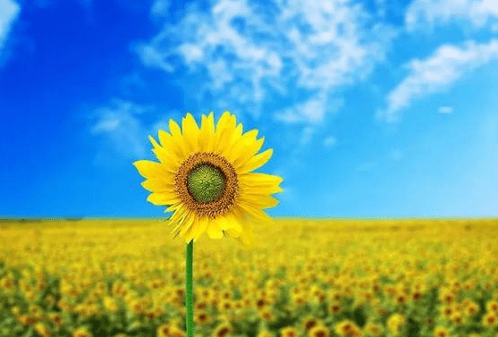 症状|如何判断自己肝脏是否健康？中医：这还不简单，7个方法收藏好