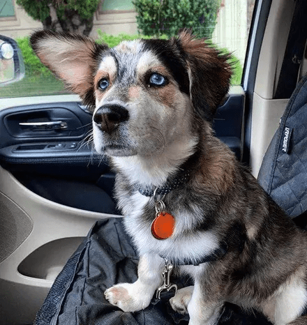 什么|网友高价买了只哈士奇，可没想到狗子长大后居然变了个品种