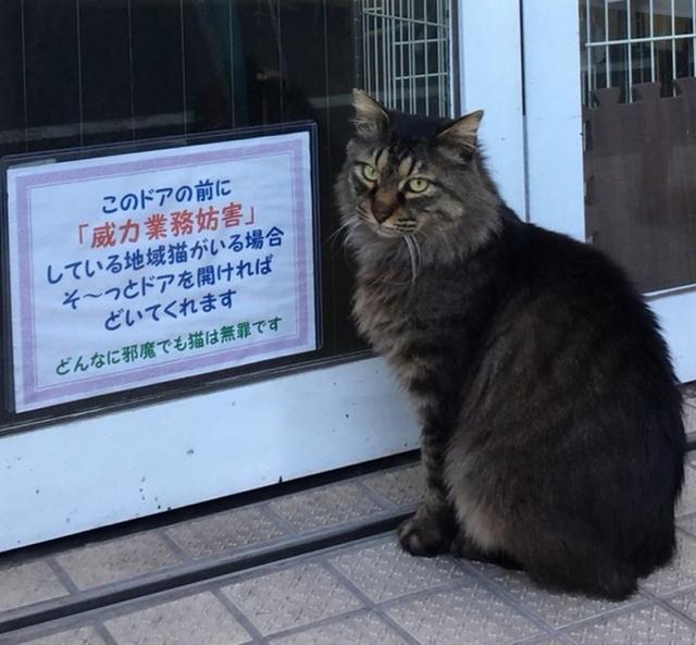 這只流浪貓常出現在店門口，臉色超凶地擋住顧客，其中的原因感人 萌趣萌寵 第1张