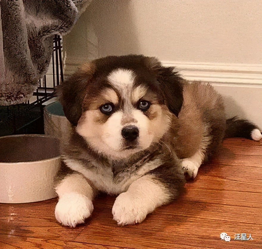 什么|网友高价买了只哈士奇，可没想到狗子长大后居然变了个品种