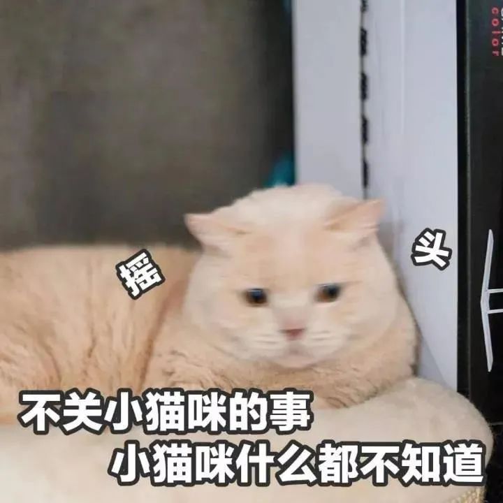 补充|猫咪喂食6大误区,家长早知道,猫咪少受罪!