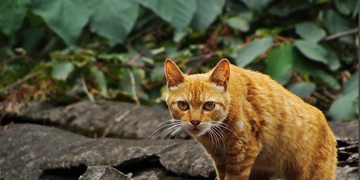 地区盘点中国5大“土猫”，你都认识吗？