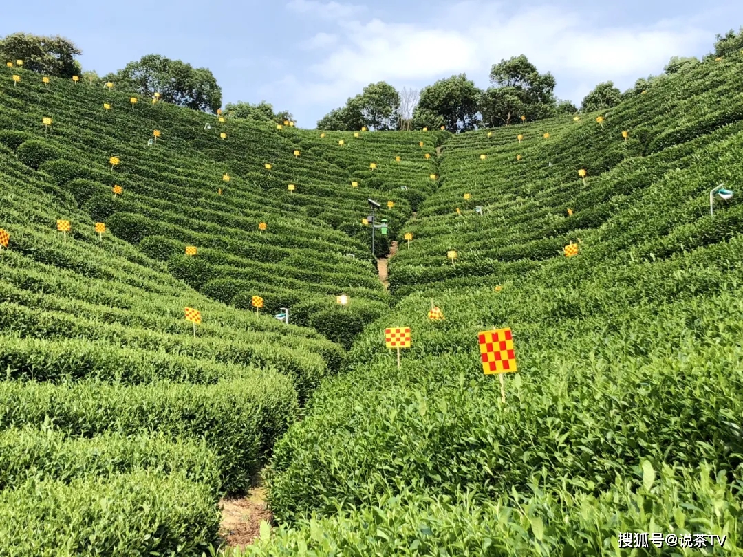 率先践行"三茶"理念,中国茶高端市场发展新的方法论!