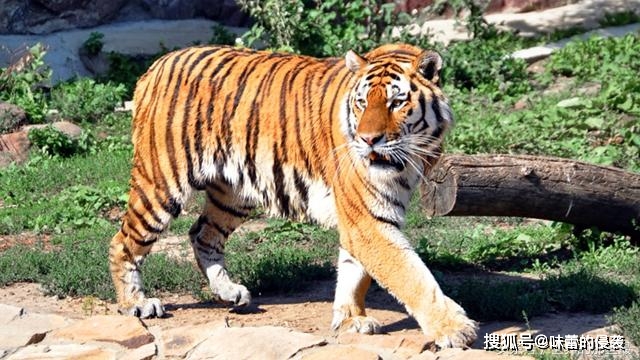 什么动物能打赢老虎 885b291920e24a0987abbd0695b123da.jpeg