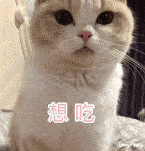 补充|猫咪喂食6大误区,家长早知道,猫咪少受罪!