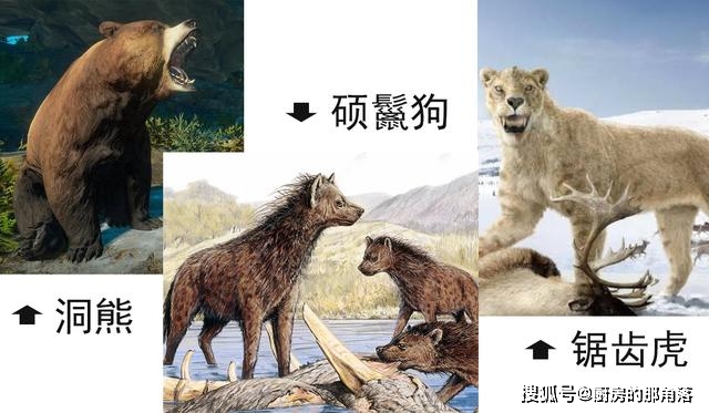 依据现有的化石推断,科学家们猜测杨氏虎只比洞狮,美洲拟狮小那么一