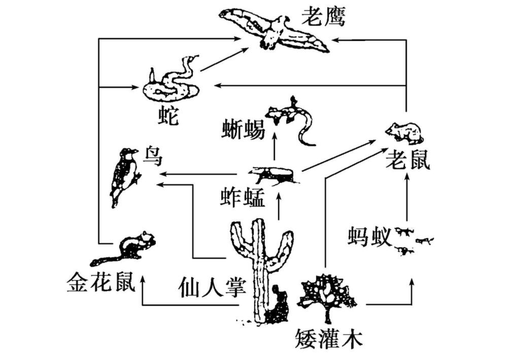 老鼠的祖先进化图起源图片