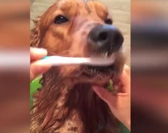 主人每天幫狗狗刷牙，把狗狗當孩子，這真的值得嗎？ 萌趣萌寵 第1张