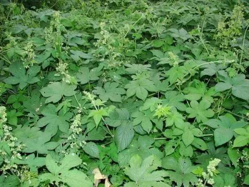 来源|过敏性鼻炎正高发：路边常见的一种草，可能是头号过敏原！