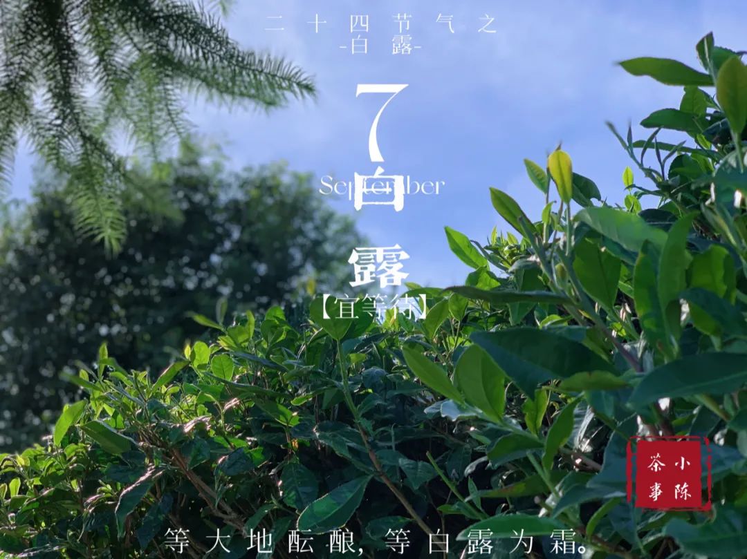 白露节之殇连续上市8年的白露茶受制于天气今年恐将会减产