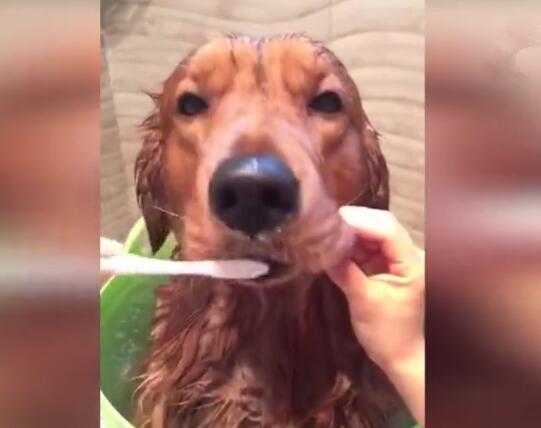 主人每天幫狗狗刷牙，把狗狗當孩子，這真的值得嗎？ 萌趣萌寵 第4张
