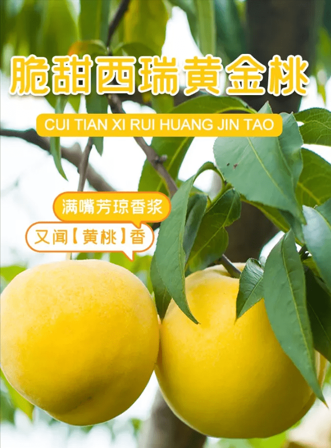 辰颐物语西瑞黄金桃桃你欢心又闻黄桃香