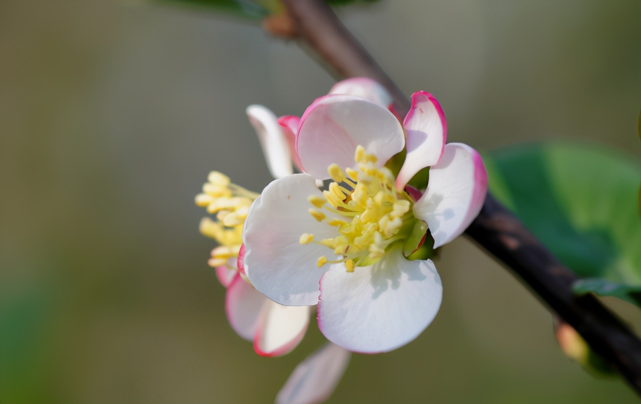 海棠图画 012a307e560c4e42a25dad0146bb643d.jpeg