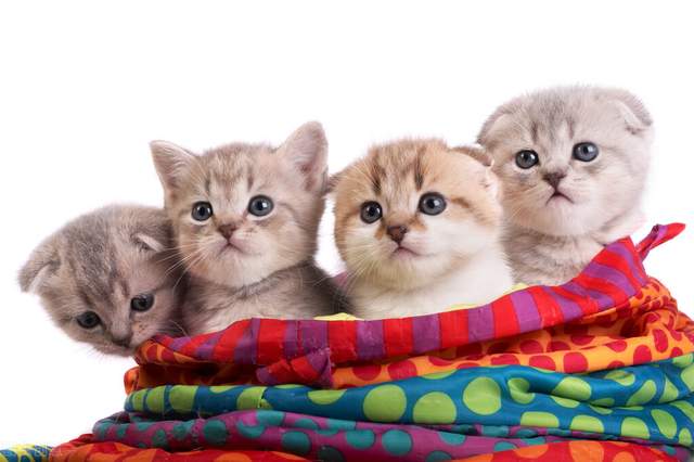 猫咪|5大热门的小猫咪，第一名你绝对想不到是谁