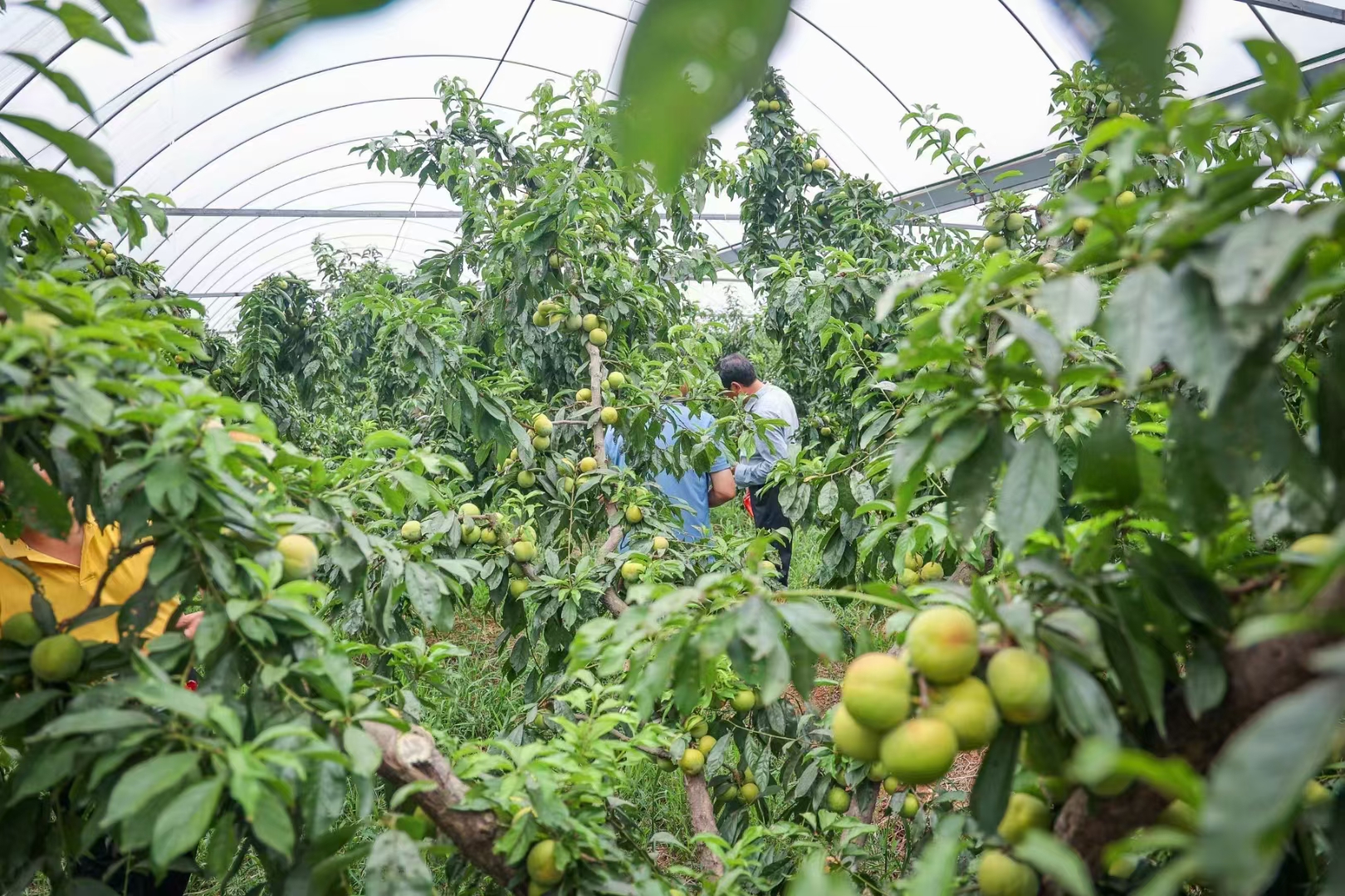 冬季修剪李子苗的好办法 伤口