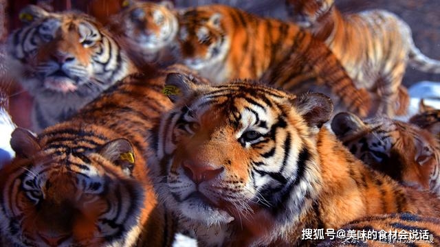 动物实力排行_2021中国生物药研发实力排行榜TOP50